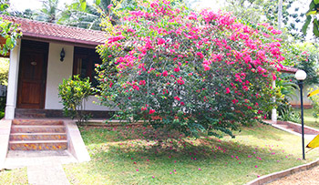 Srilanka Ayurveda