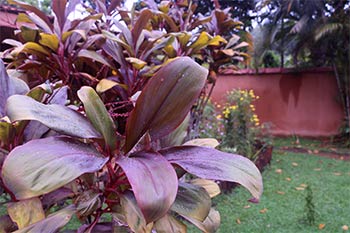 Srilanka Ayurveda